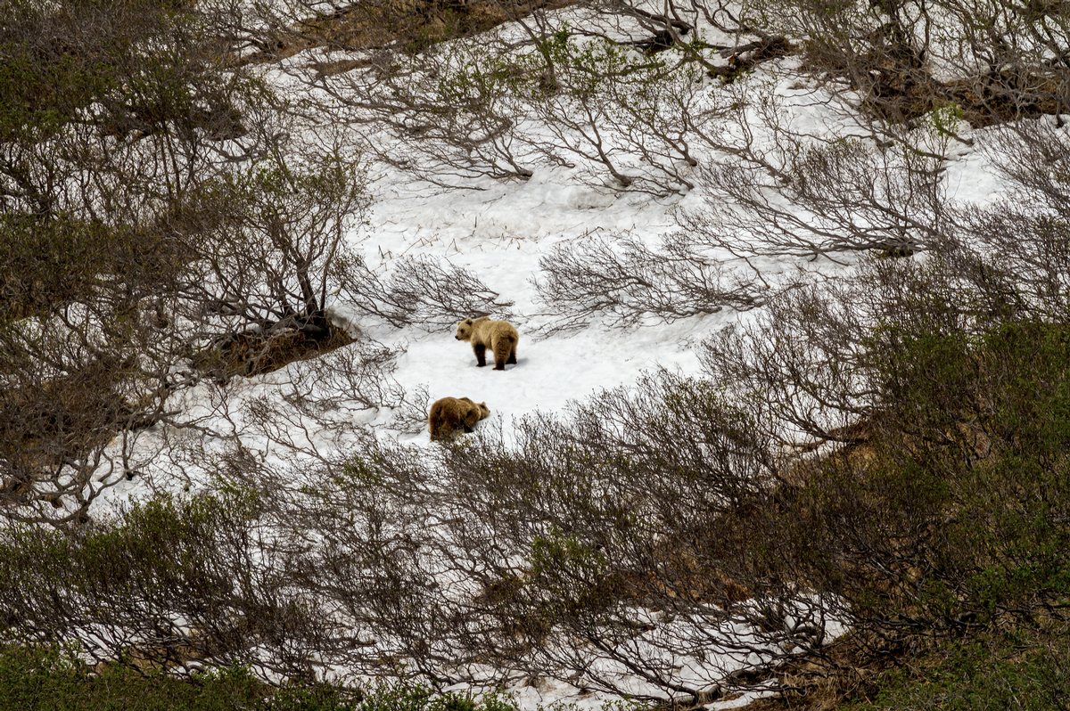 Brown Bear Hunts Russia